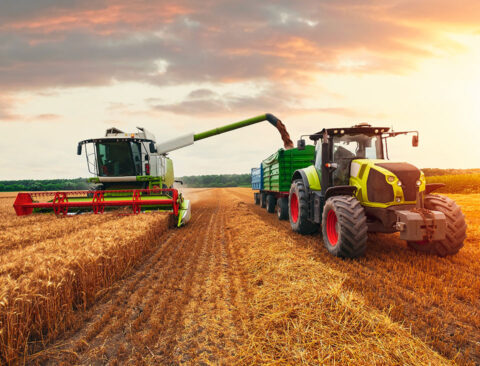 Combine harvester with tractor harvesting wheat